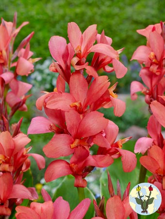 Canna city of portland