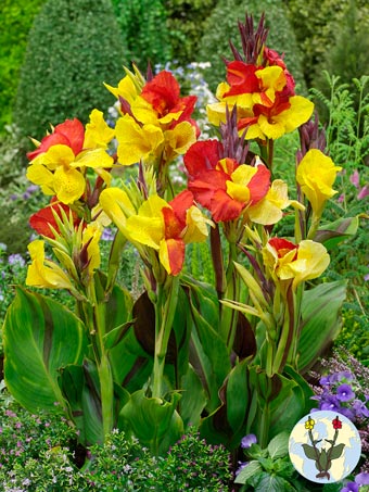 Canna Cleopatra