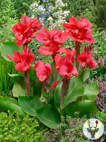 Canna Crimson Beauty