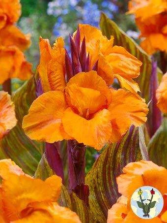 FA 15 0781 Canna Durban