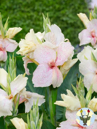 Canna Fantasy