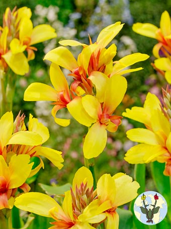 Canna Fiesta