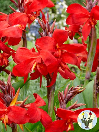 Canna Firebird