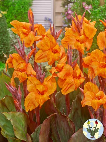 Futurity Orange