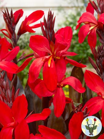 Futurity red