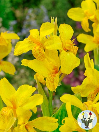 Canna Futurity Yellow