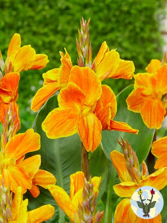 Canna Lucifer