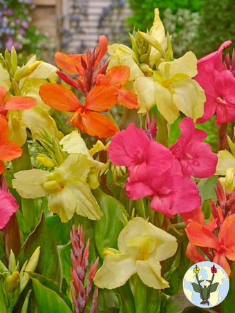 Canna Mixed 3 kleurig