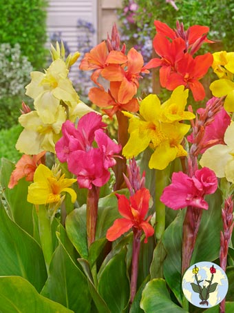 Canna Mixed 4 kleurig
