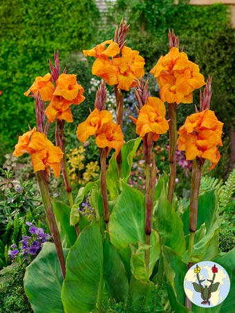 Orange Beauty