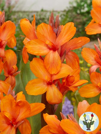 Orange perfection