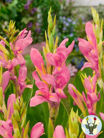 Pink perfection