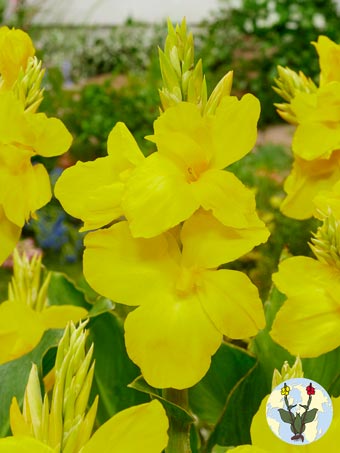 Shining Yellow
