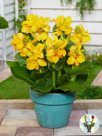 Cleopatra Yellow