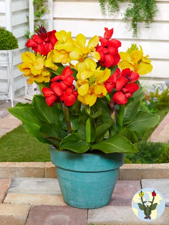 Canna Mixed 2 kleurig