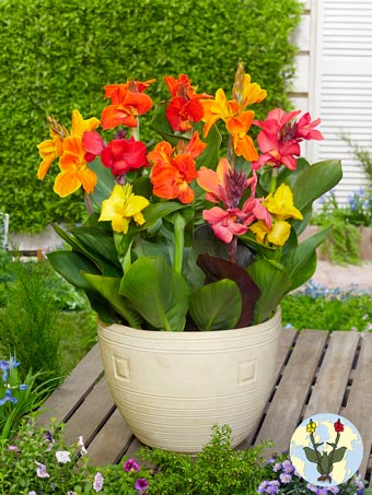 Canna Mixed 5 kleurig