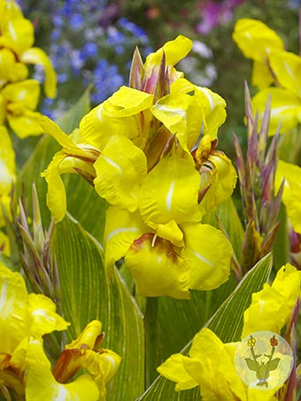 Canna Striped Beauty