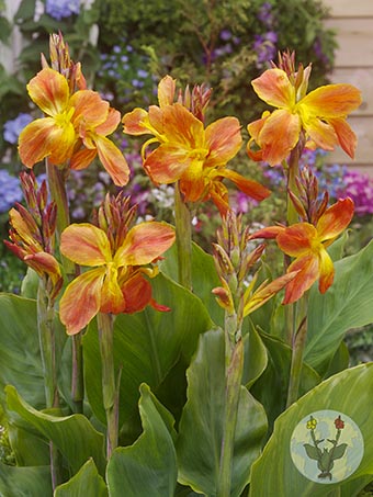 FA 15 0779 Canna Color Clown
