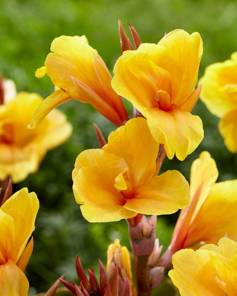 Canna Apricot dream