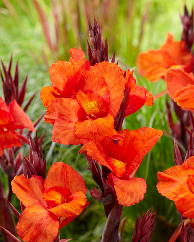 Canna Cleopatra Red